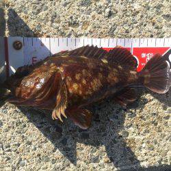 2017年社会の釣行