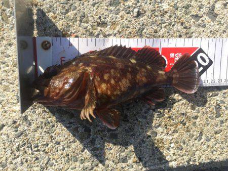 2017年社会の釣行