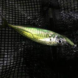 メバル少々、アジ少々