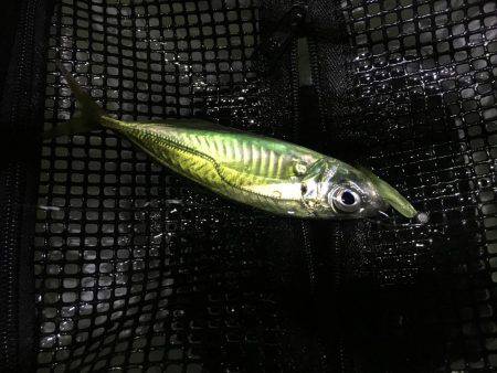 メバル少々、アジ少々