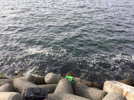 チヌ！何とか1枚