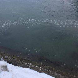 寒波の中。雪の中でチヌ。