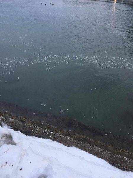 寒波の中。雪の中でチヌ。