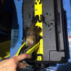 ヤザワ渡船 ロックフィッシュショート便