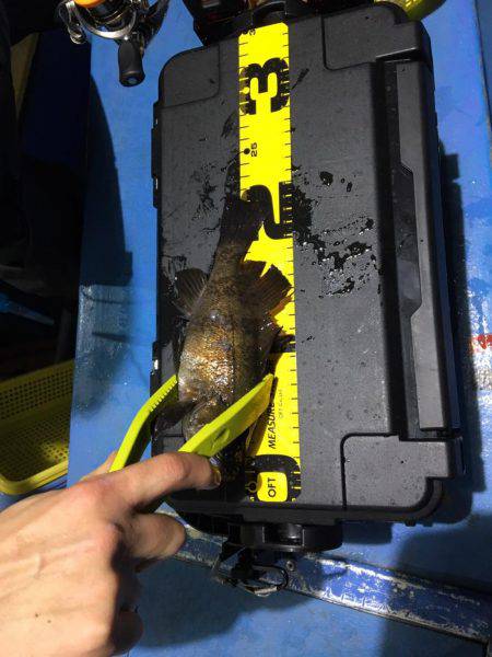 ヤザワ渡船 ロックフィッシュショート便