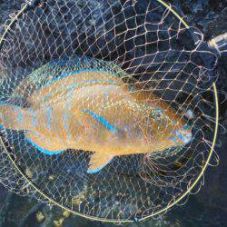 こんなん出ました・・・アオブダイ・・・