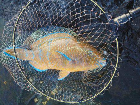 こんなん出ました・・・アオブダイ・・・