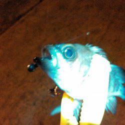 太地でグレ釣り