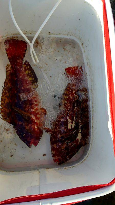 太地でグレ釣り