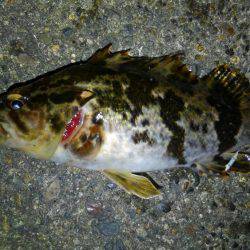 お手軽湾奥ロックゲーム！