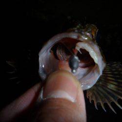 ライトゲームでガシラ