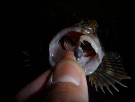 ライトゲームでガシラ