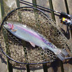 大安トラウトレイク 釣果