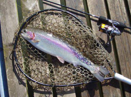 大安トラウトレイク 釣果