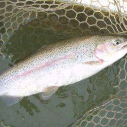 大安トラウトレイク釣果