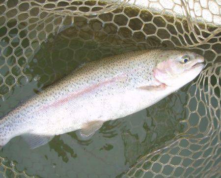 大安トラウトレイク釣果