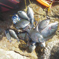 今回は良く釣れました・・・グレ・・・