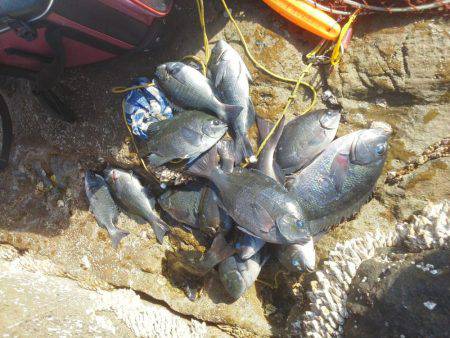 今回は良く釣れました・・・グレ・・・