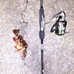 久しぶりのメバリング