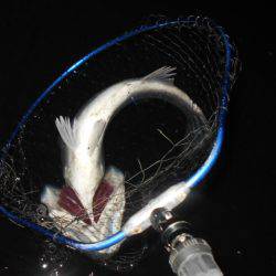 バイブ攻めで良型シーバス♪