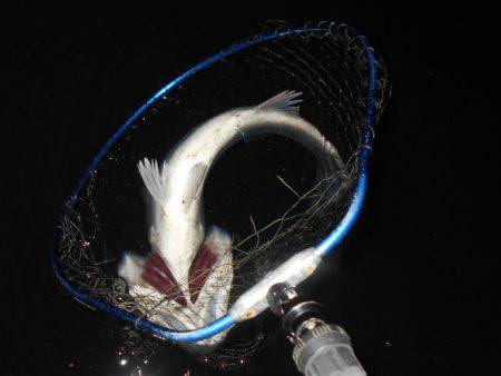 バイブ攻めで良型シーバス♪