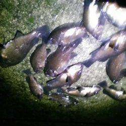 未明に多奈川周辺でメバル調査