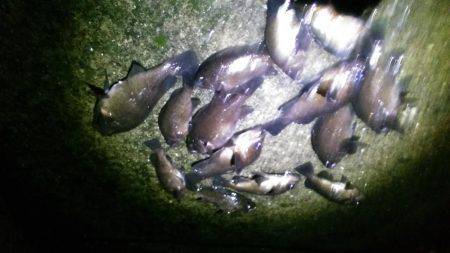 未明に多奈川周辺でメバル調査