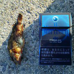 日中にまったりと