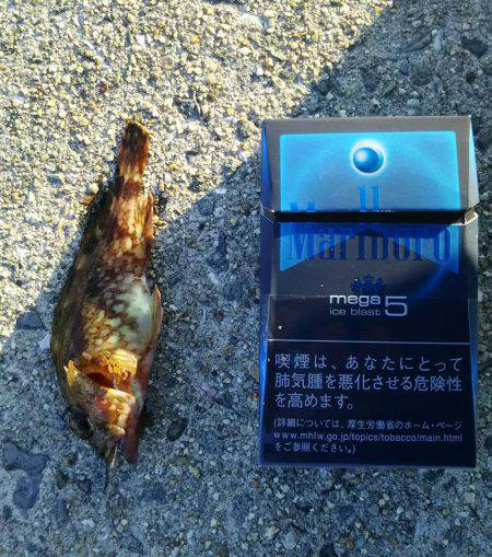 日中にまったりと