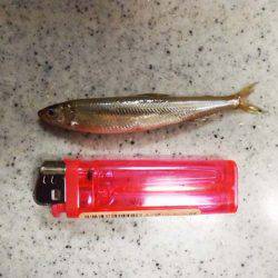 だんだん渋くなってる?布目湖のワカサギ