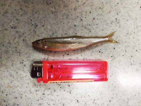 だんだん渋くなってる?布目湖のワカサギ