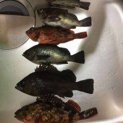 大寒波メバリング