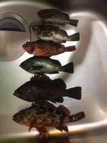 大寒波メバリング