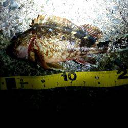 久しぶりのお魚