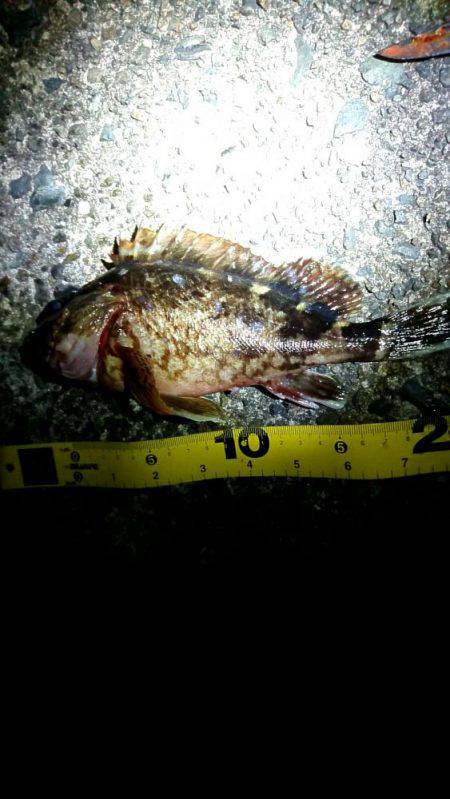 久しぶりのお魚