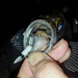 メバルがぽつりぽつり