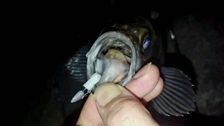 メバルがぽつりぽつり