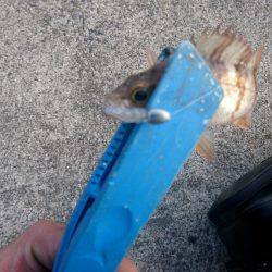 やっと雪がなくなった