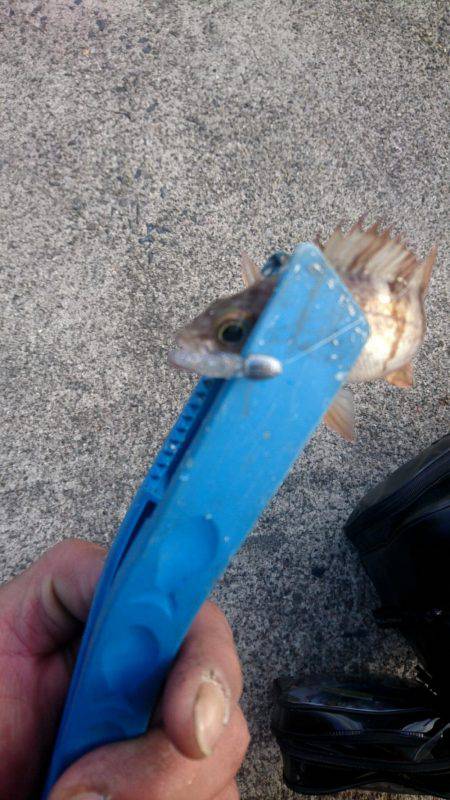 やっと雪がなくなった