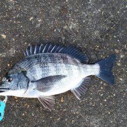 チヌ釣れました