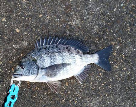 チヌ釣れました