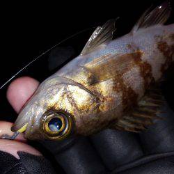 ロックロックこんばんわ。