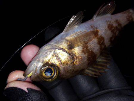 ロックロックこんばんわ。