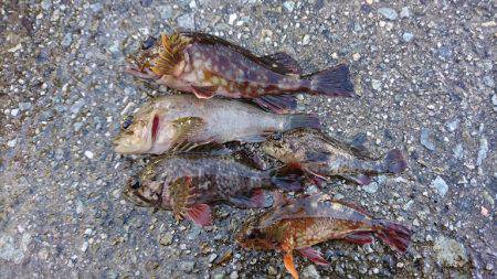 昼間は手堅く穴釣りで。