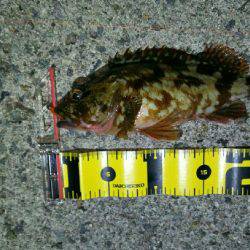 大寒波！氷点下！でも釣れた！(笑)