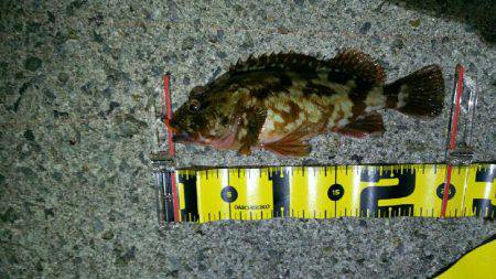 大寒波！氷点下！でも釣れた！(笑)