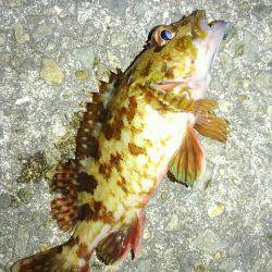 フィッシングショー明けの