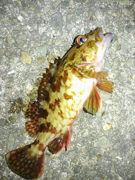 フィッシングショー明けの