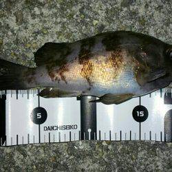 ド干潮メバリング