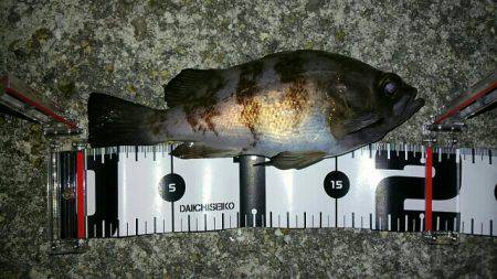 ド干潮メバリング